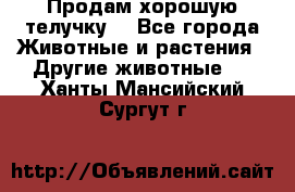 Продам хорошую телучку. - Все города Животные и растения » Другие животные   . Ханты-Мансийский,Сургут г.